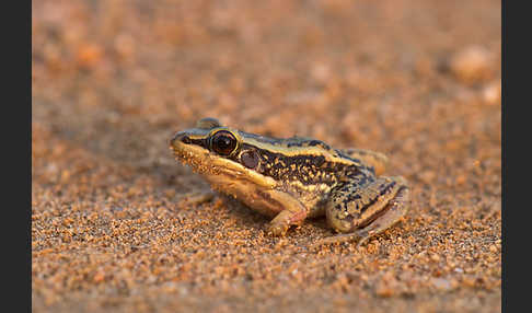 Galam Weißlippenfrosch (Amnirana galamensis)