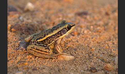 Galam Weißlippenfrosch (Amnirana galamensis)