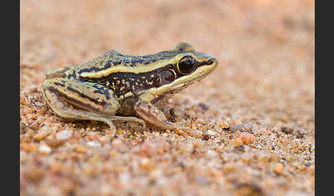 Galam Weißlippenfrosch (Amnirana galamensis)