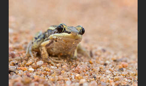 Galam Weißlippenfrosch (Amnirana galamensis)