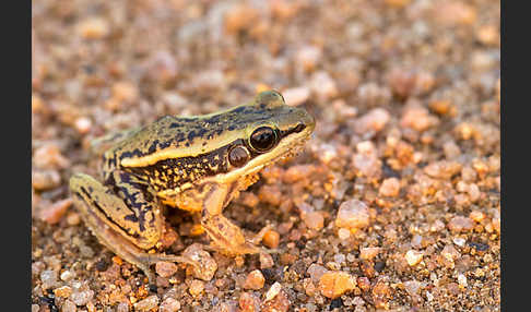 Galam Weißlippenfrosch (Amnirana galamensis)