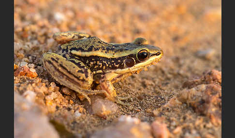 Galam Weißlippenfrosch (Amnirana galamensis)