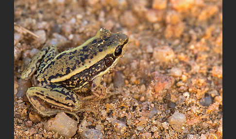 Galam Weißlippenfrosch (Amnirana galamensis)