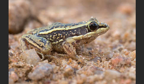 Galam Weißlippenfrosch (Amnirana galamensis)