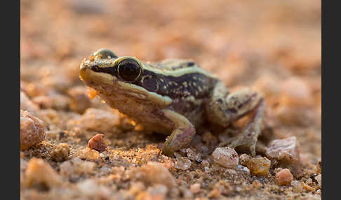 Galam Weißlippenfrosch (Amnirana galamensis)