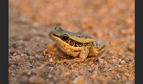 Galam Weißlippenfrosch (Amnirana galamensis)