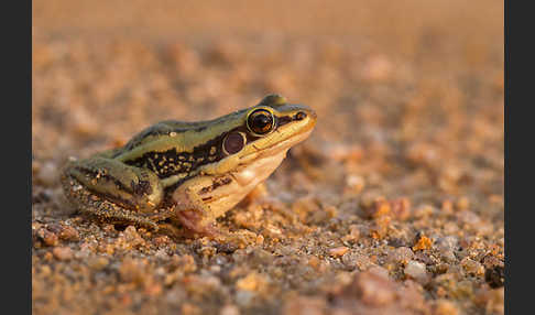 Galam Weißlippenfrosch (Amnirana galamensis)