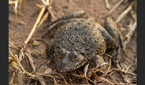 Gekrönter Ochsenfrosch (Hoplobatrachus occipitalis)