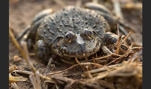 Gekrönter Ochsenfrosch (Hoplobatrachus occipitalis)