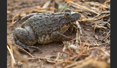 Gekrönter Ochsenfrosch (Hoplobatrachus occipitalis)