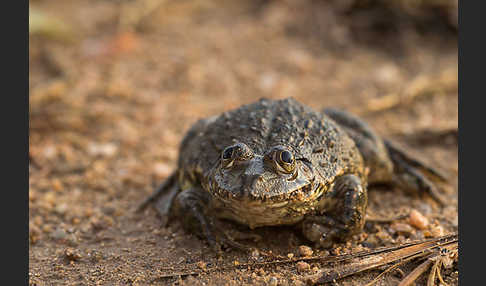 Gekrönter Ochsenfrosch (Hoplobatrachus occipitalis)