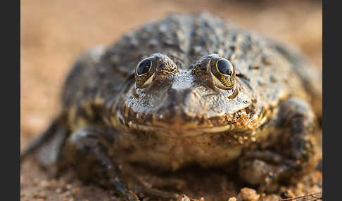 Gekrönter Ochsenfrosch (Hoplobatrachus occipitalis)