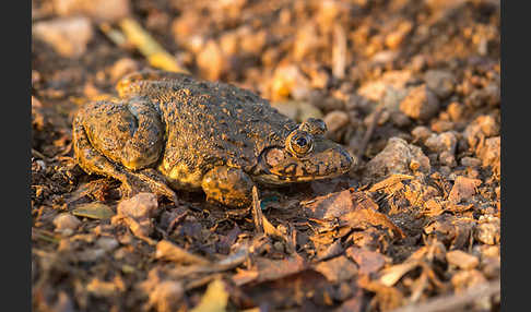 Gekrönter Ochsenfrosch (Hoplobatrachus occipitalis)