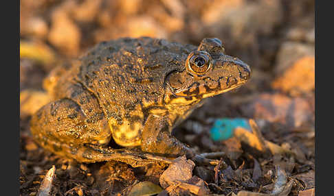 Gekrönter Ochsenfrosch (Hoplobatrachus occipitalis)