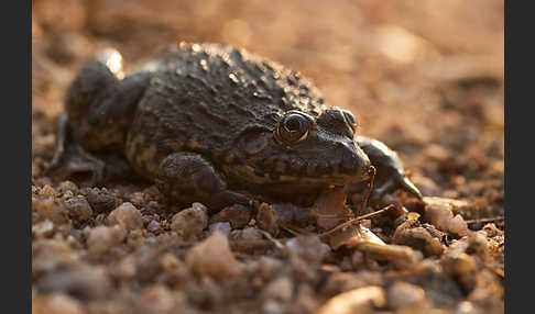 Gekrönter Ochsenfrosch (Hoplobatrachus occipitalis)