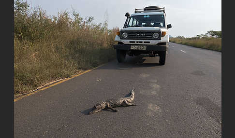 Nilkrokodil (Crocodylus niloticus)