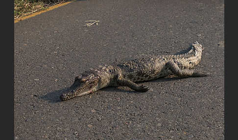 Nilkrokodil (Crocodylus niloticus)