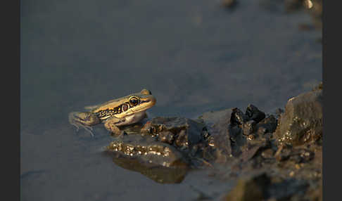 Galam Weißlippenfrosch (Amnirana galamensis)