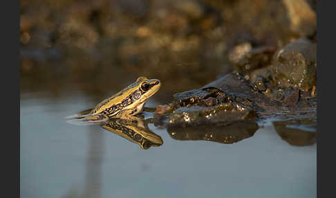 Galam Weißlippenfrosch (Amnirana galamensis)