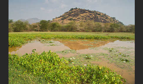 Tigerlotus (Nymphaea lotus)