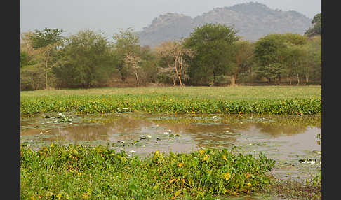 Tigerlotus (Nymphaea lotus)