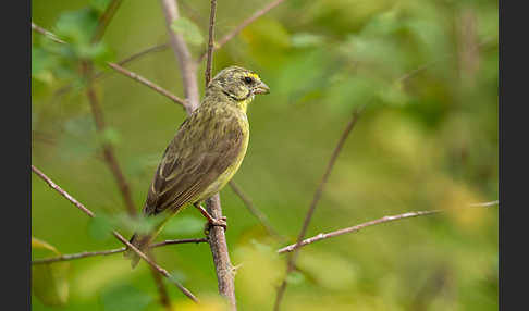 Mosambikgirlitz (Crithagra mozambica)