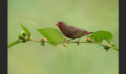 Pünktchenamarant (Lagonosticta rufopicta)