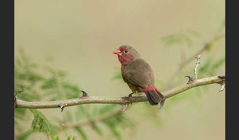 Pünktchenamarant (Lagonosticta rufopicta)