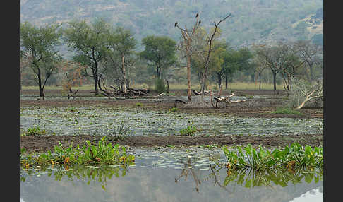 Tigerlotus (Nymphaea lotus)