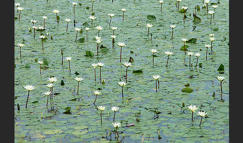 Tigerlotus (Nymphaea lotus)