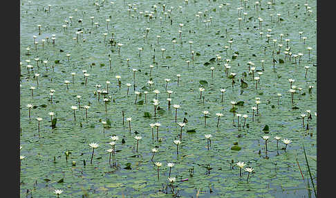 Tigerlotus (Nymphaea lotus)