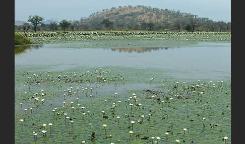 Tigerlotus (Nymphaea lotus)