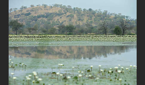 Tigerlotus (Nymphaea lotus)