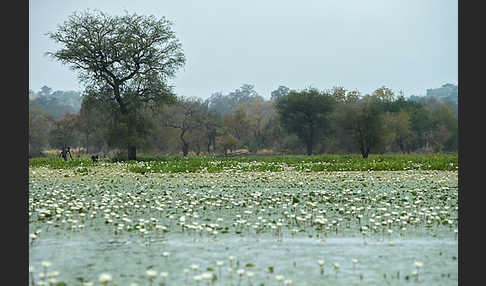 Tigerlotus (Nymphaea lotus)