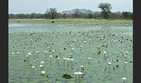 Tigerlotus (Nymphaea lotus)