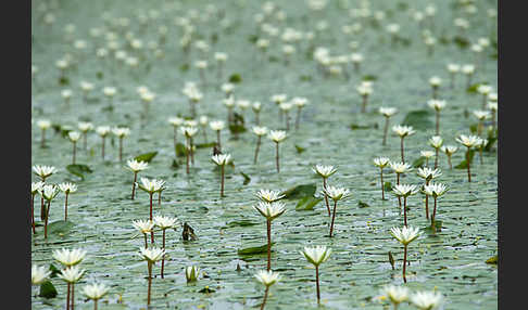 Tigerlotus (Nymphaea lotus)