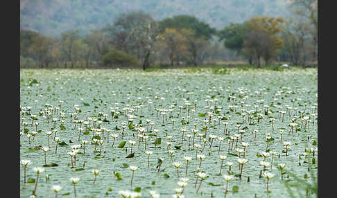 Tigerlotus (Nymphaea lotus)