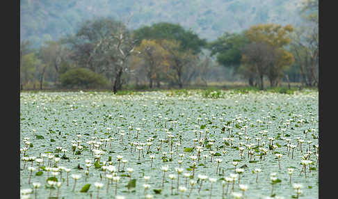 Tigerlotus (Nymphaea lotus)