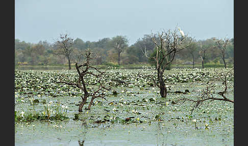 Tigerlotus (Nymphaea lotus)