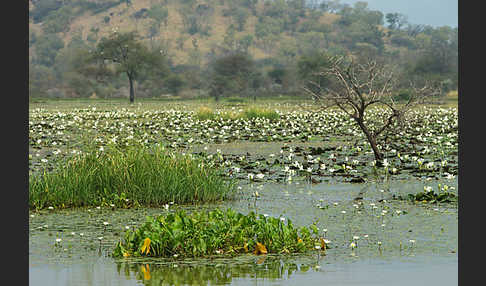 Tigerlotus (Nymphaea lotus)