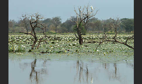 Tigerlotus (Nymphaea lotus)