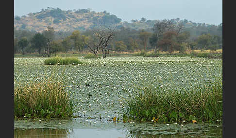 Tigerlotus (Nymphaea lotus)