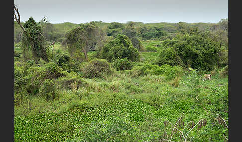 Aethiopien (Ethiopia)