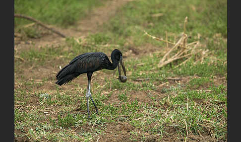 Mohrenklaffschnabel (Anastomus lamelligerus)