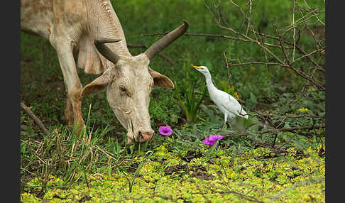 Zebu (Bos primigenius indicus)