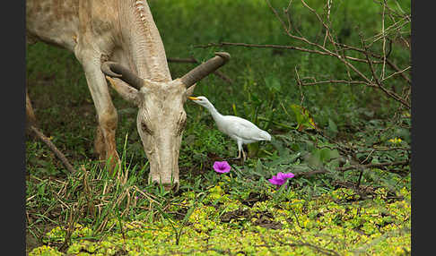 Zebu (Bos primigenius indicus)