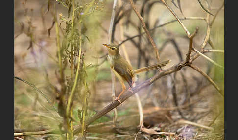 Rahmbrustprinie (Prinia subflava)