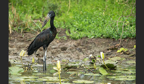 Mohrenklaffschnabel (Anastomus lamelligerus)