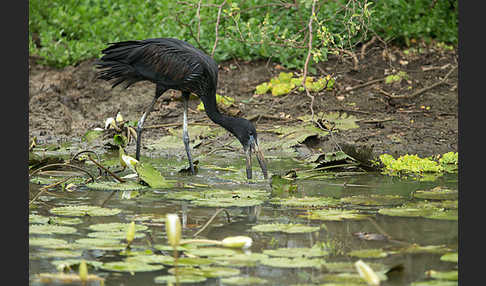 Mohrenklaffschnabel (Anastomus lamelligerus)