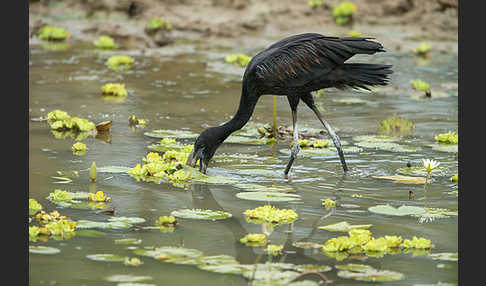 Mohrenklaffschnabel (Anastomus lamelligerus)